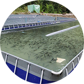 跑道式流水槽養(yǎng)魚項目一